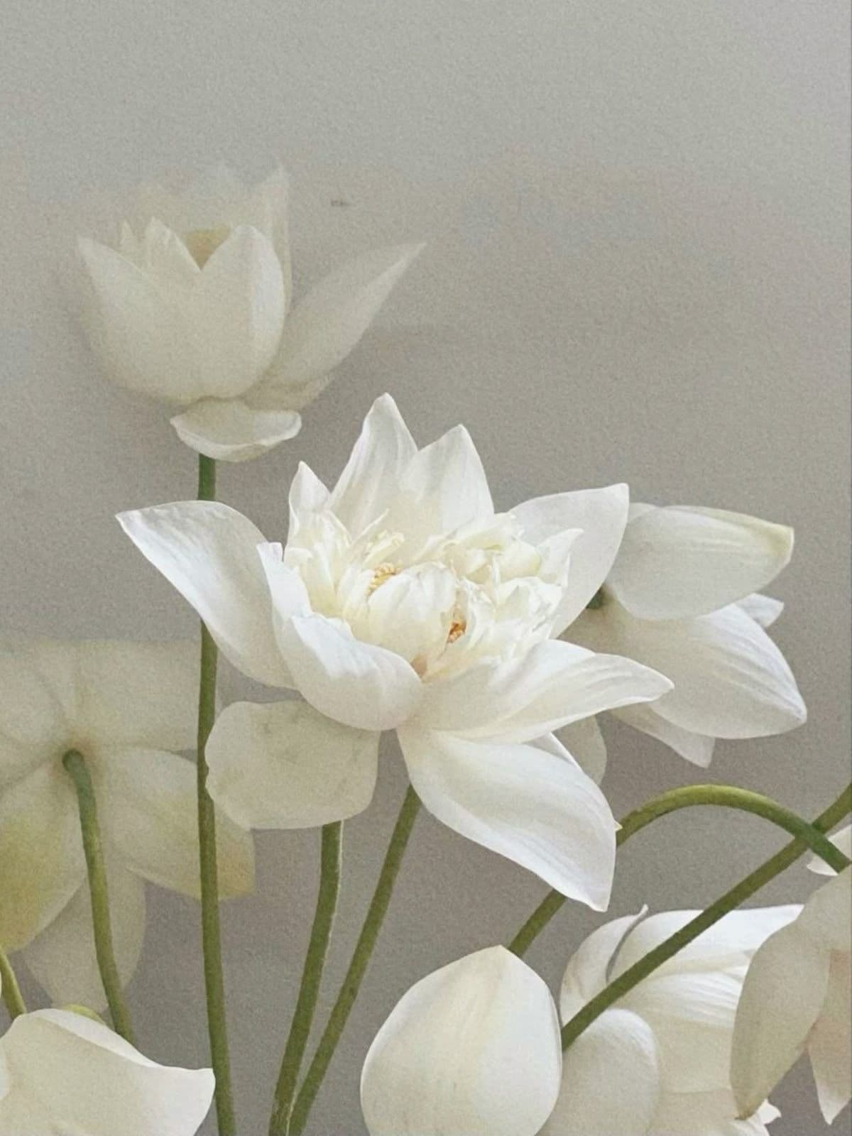 Returning to the garden