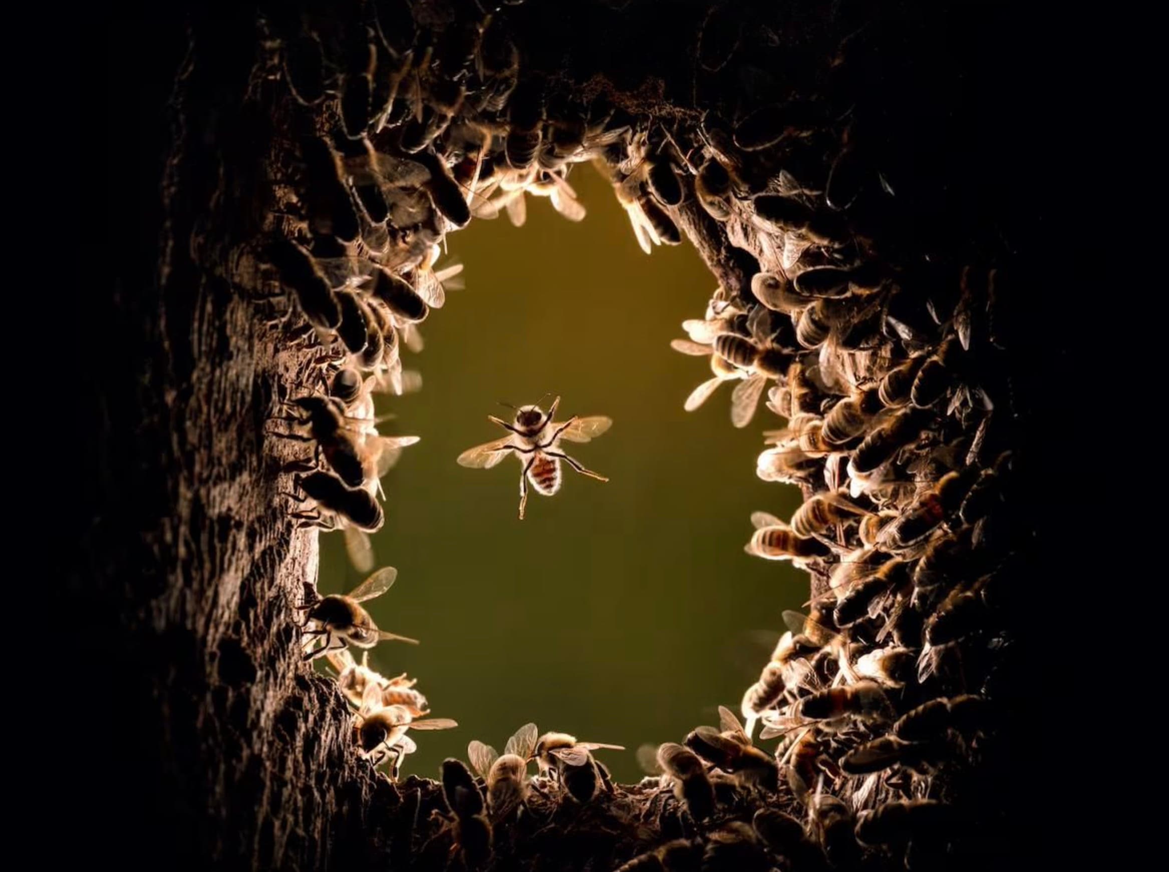 Looking up into a hive entrance, a single bee in flight surrounded by the colony