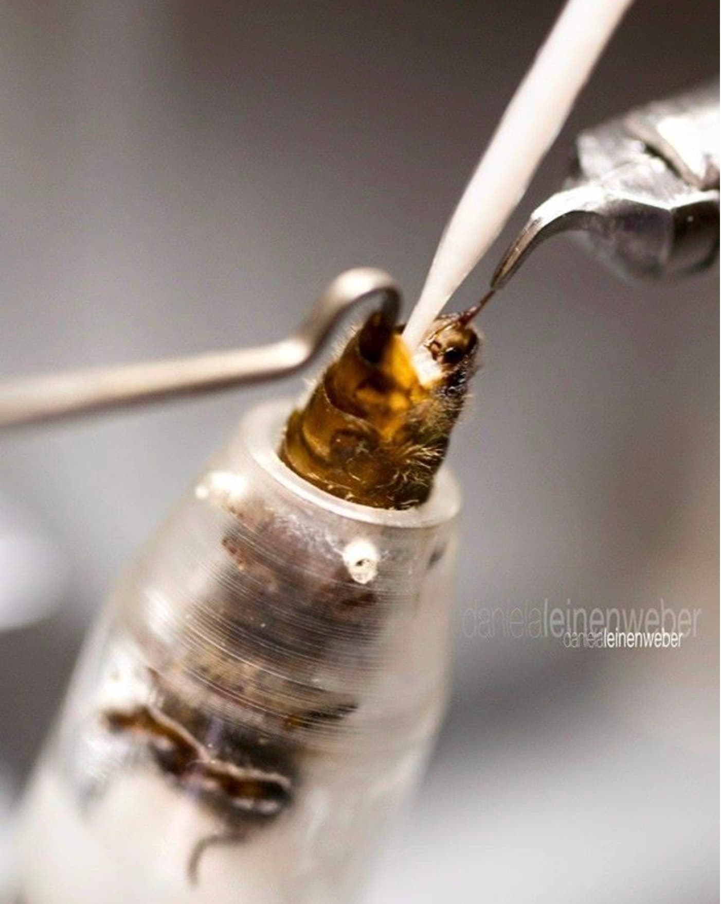 Artificial insemination of queen bee