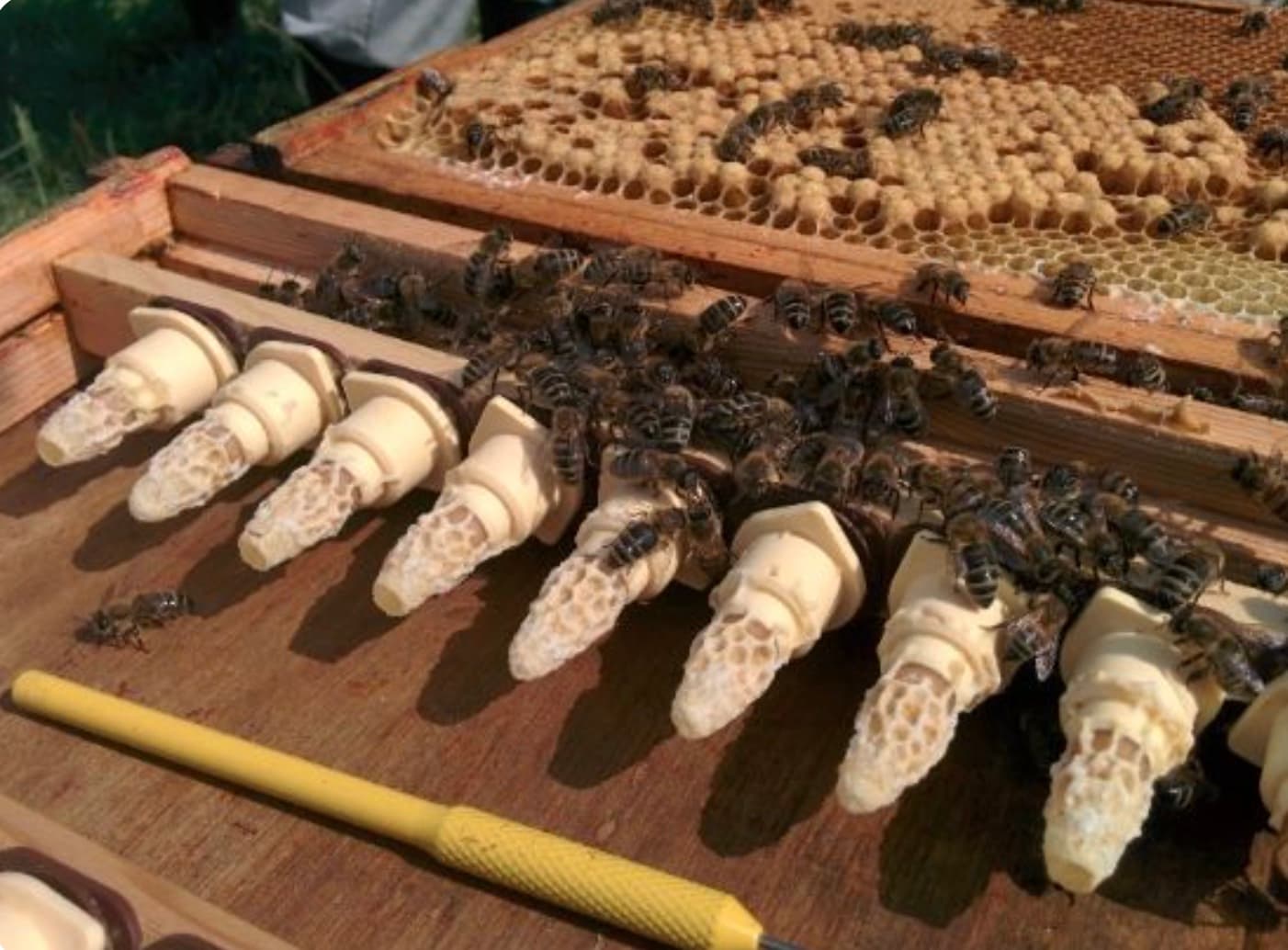 Rows of artificial queen cells in commercial operation
