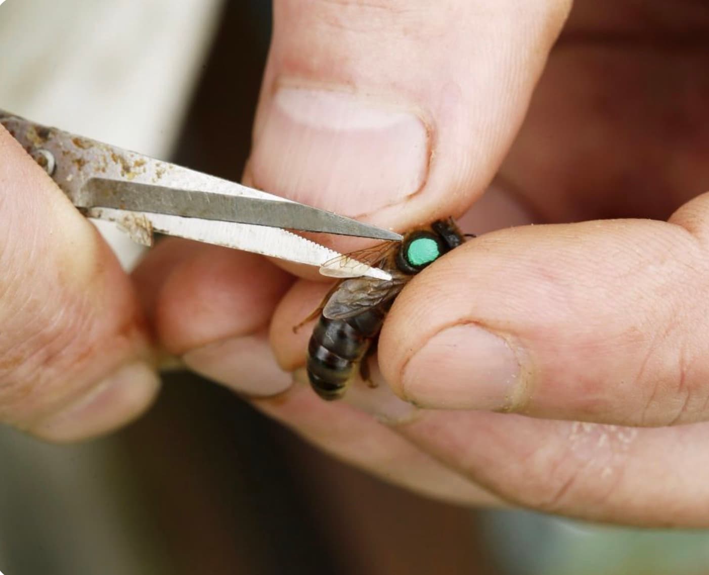 Queen bee being marked and handled